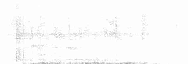 Дронго білочеревий - ML180385421