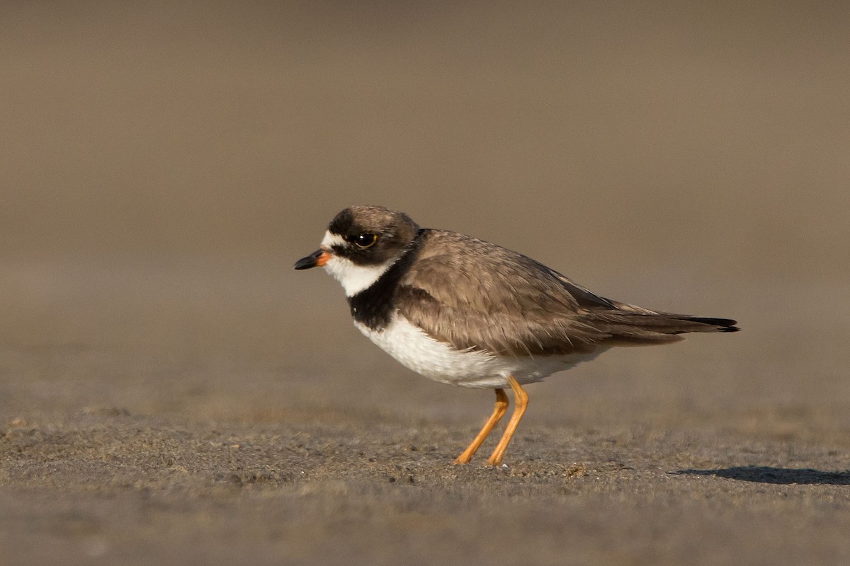 Semipalmated Plover - Martin Potter
