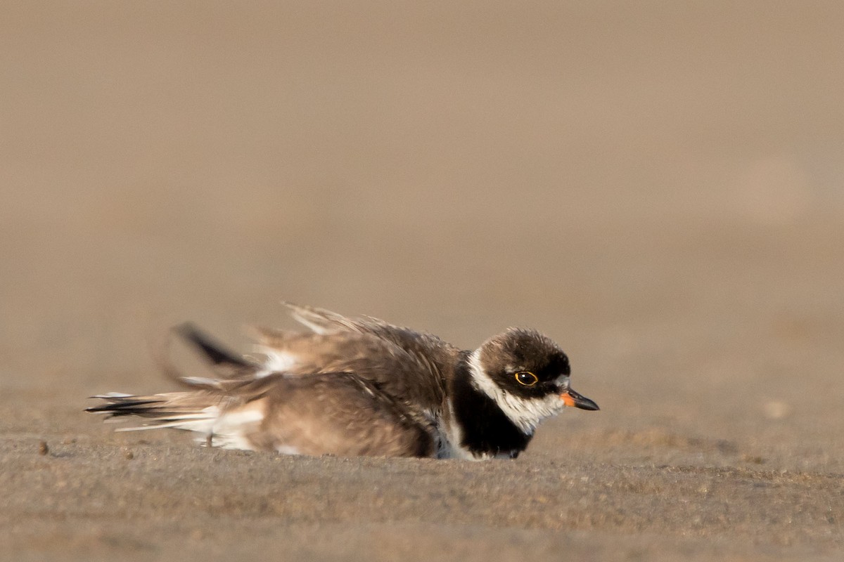Semipalmated Plover - ML180386011