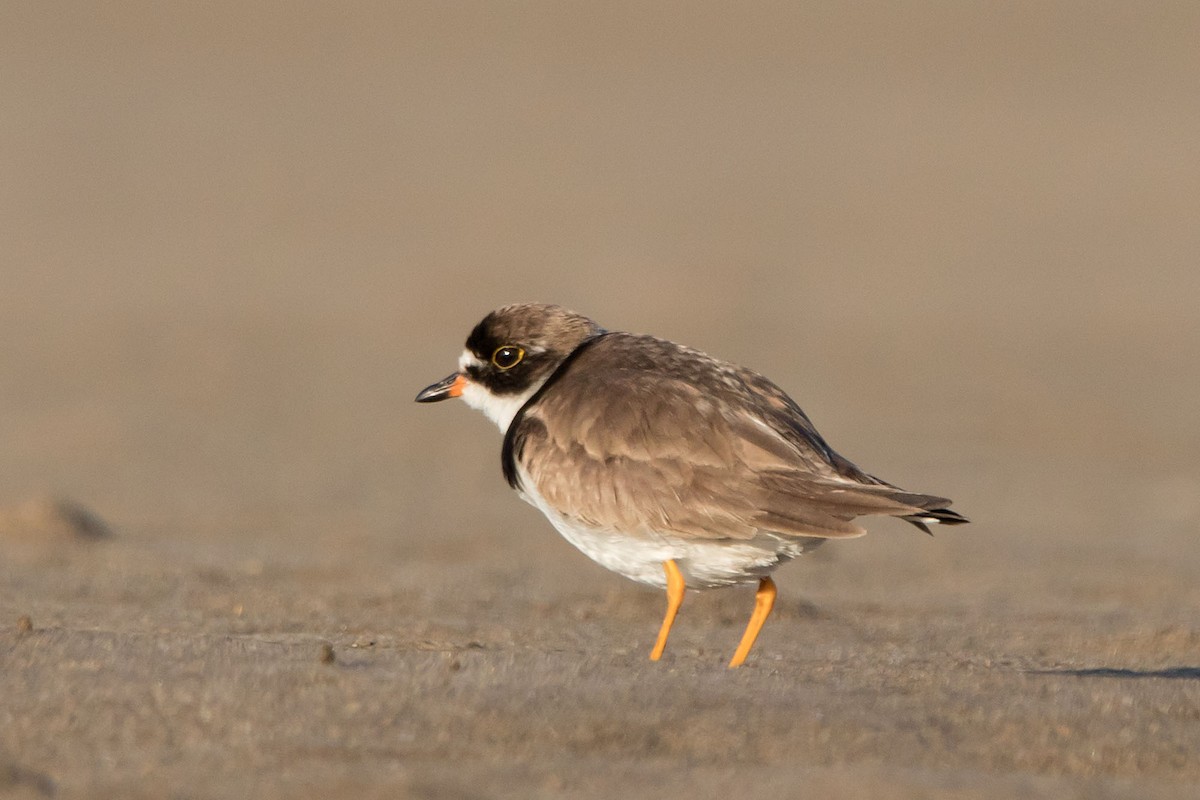 Semipalmated Plover - ML180386061