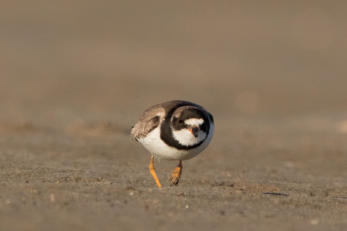 Semipalmated Plover - ML180386111