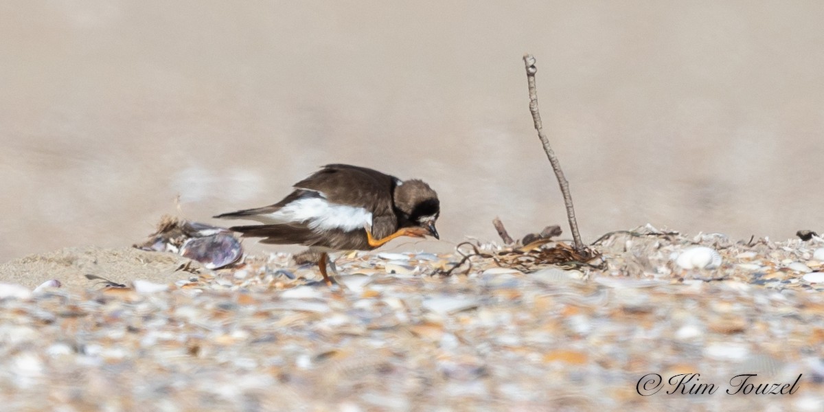 Semipalmated Plover - ML180389461