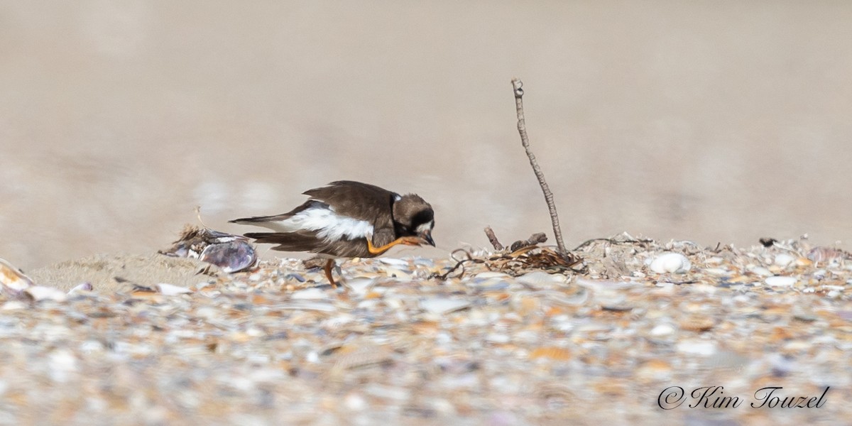 Semipalmated Plover - ML180389751