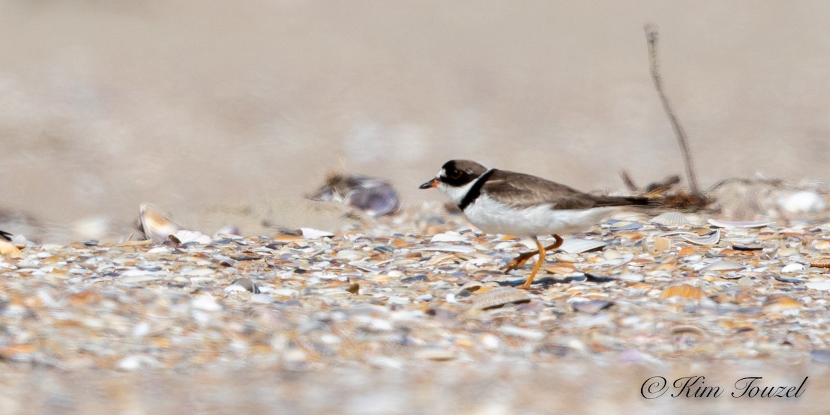 Semipalmated Plover - ML180389791