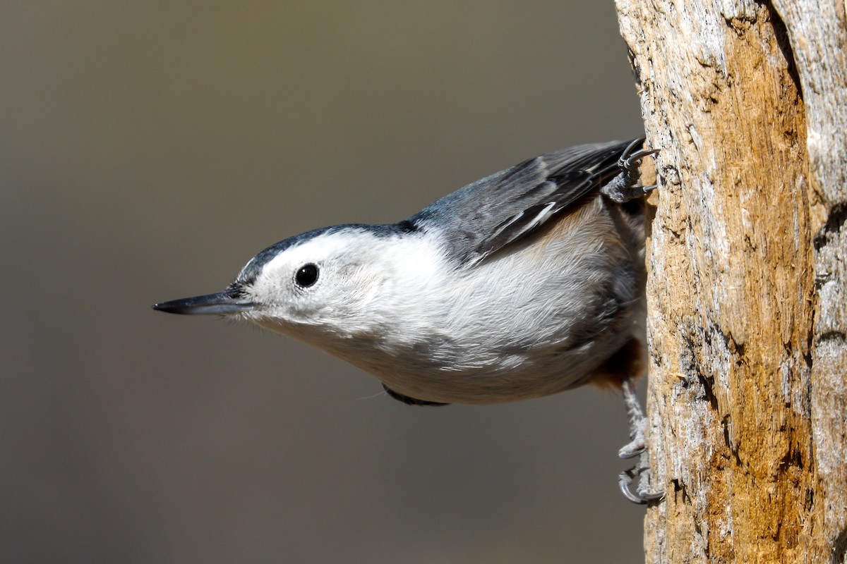 White-breasted Nuthatch - ML180393471