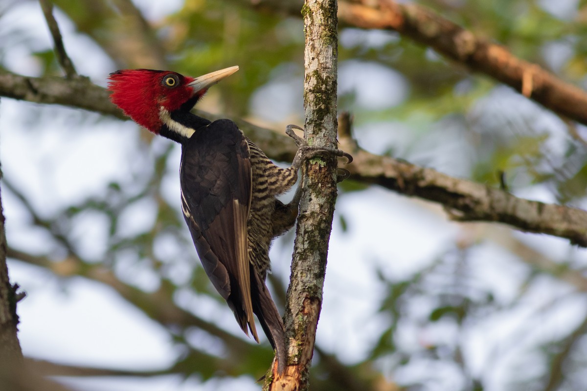 Pale-billed Woodpecker - ML180394401