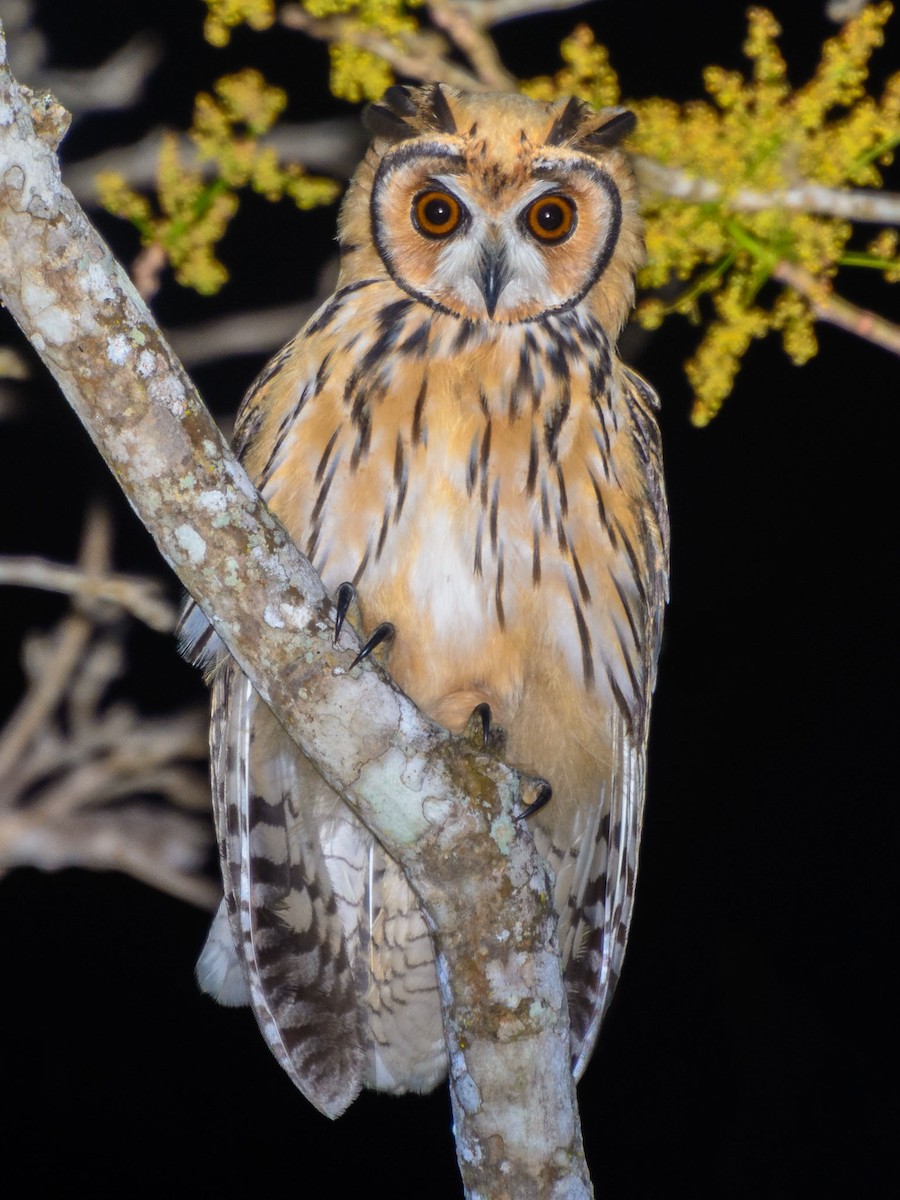 Striped Owl - André Adeodato - Aves de Sobral