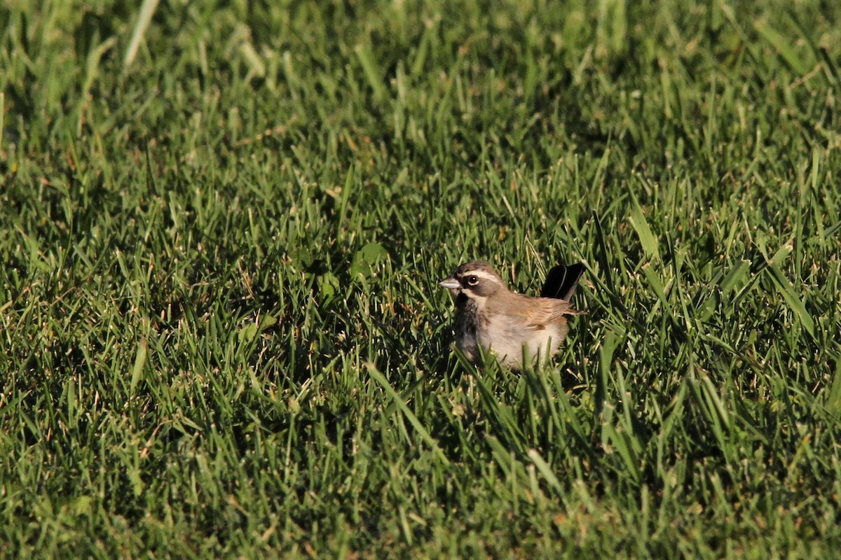 Black-throated Sparrow - ML180403991
