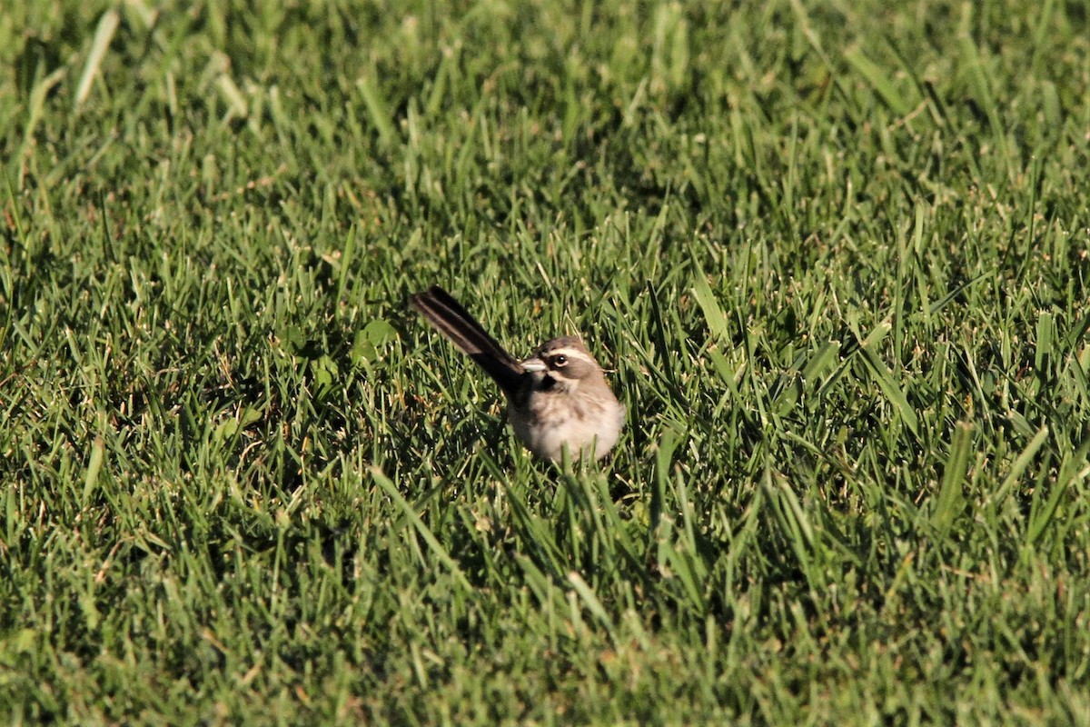 Black-throated Sparrow - Garth V. Riley
