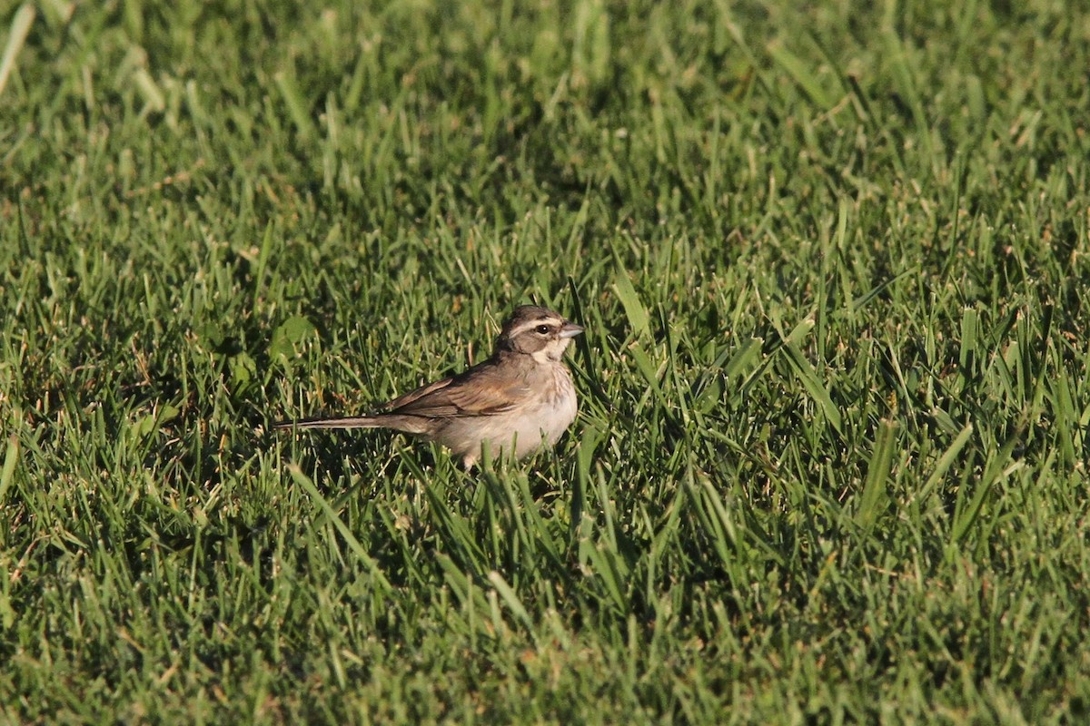 Black-throated Sparrow - ML180404011