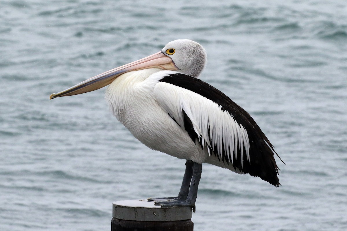 Australian Pelican - Dan Jones