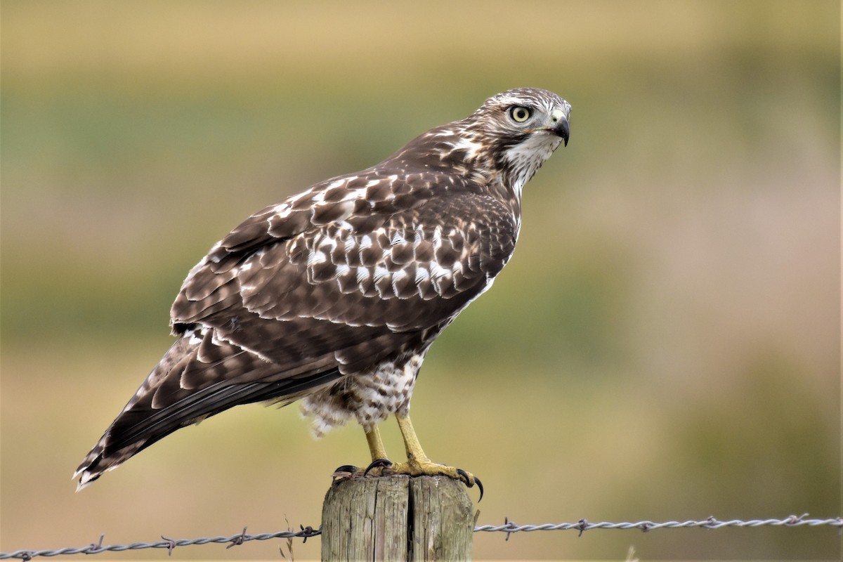 Red-tailed Hawk - ML180410271