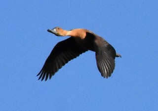 Fulvous Whistling-Duck, ML180412731