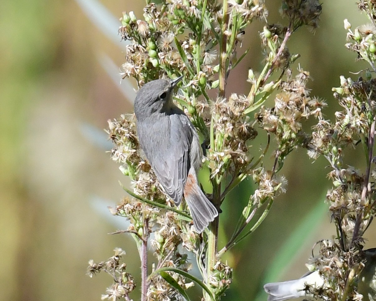 Lucy's Warbler - ML180416011