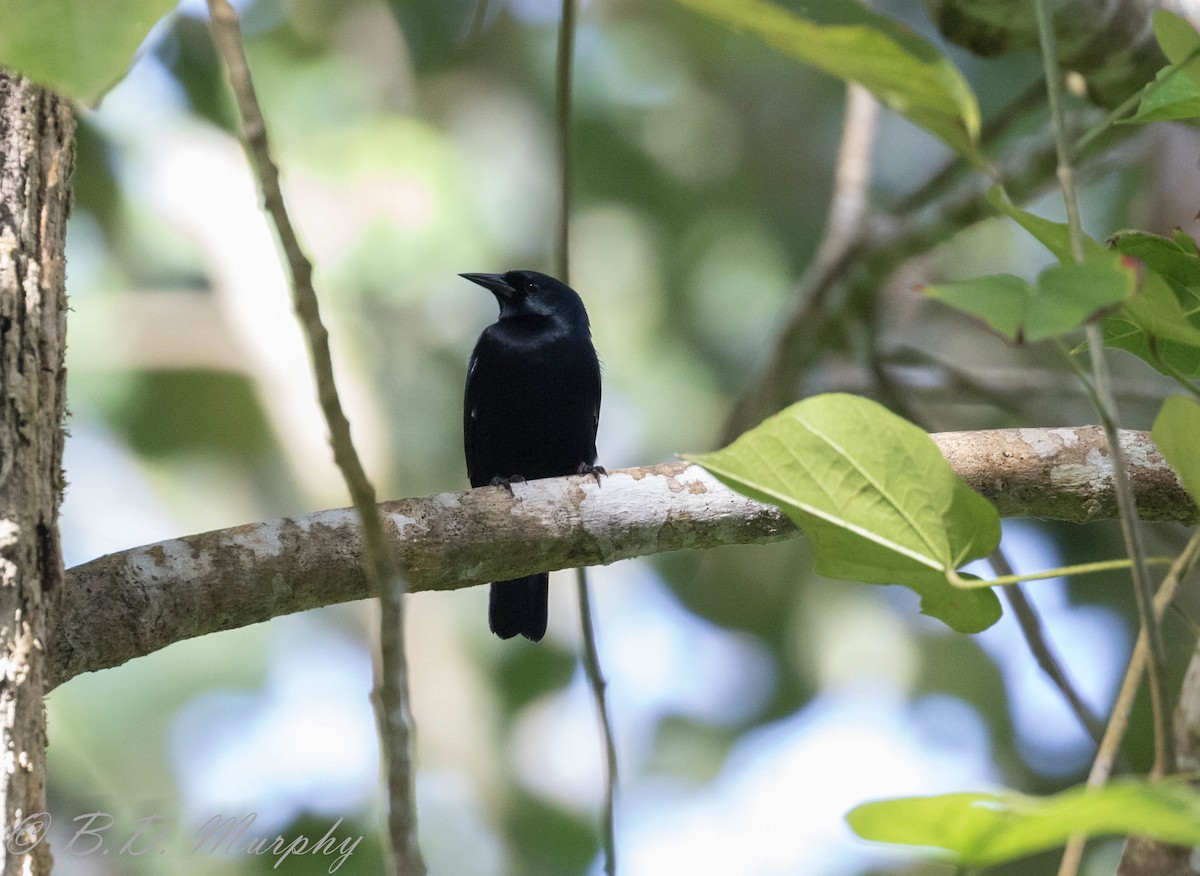 Jamaican Blackbird - ML180417461