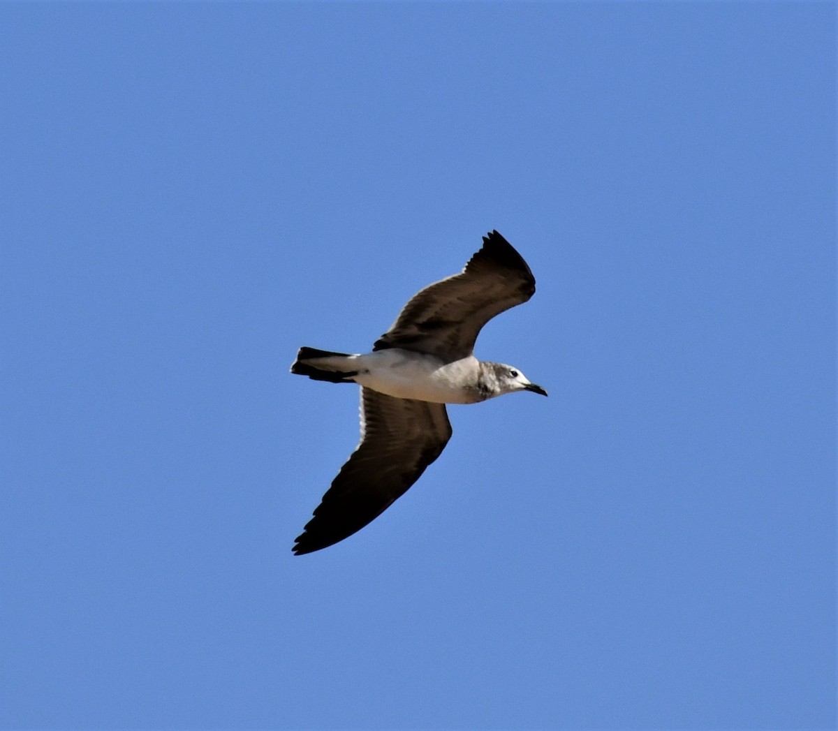 Laughing Gull - Pam Vercellone-Smith
