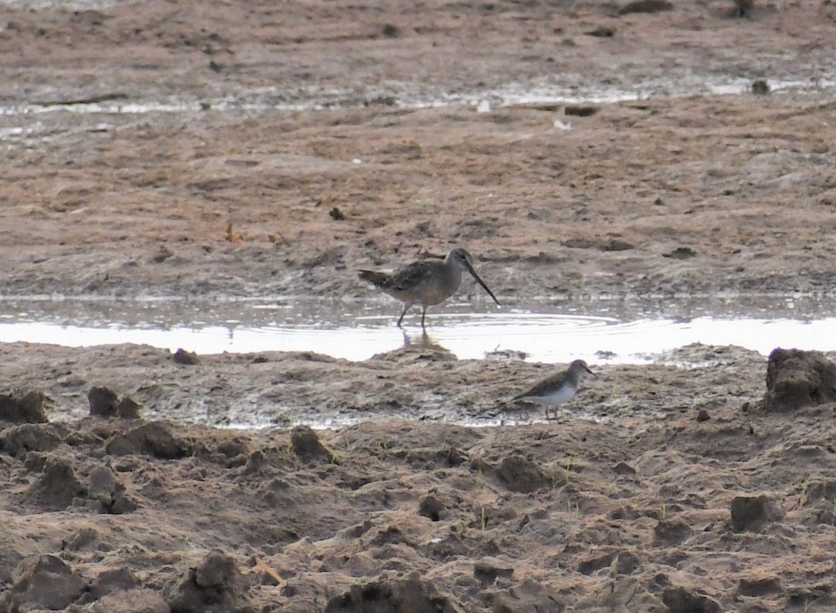 Long-billed Dowitcher - ML180418891