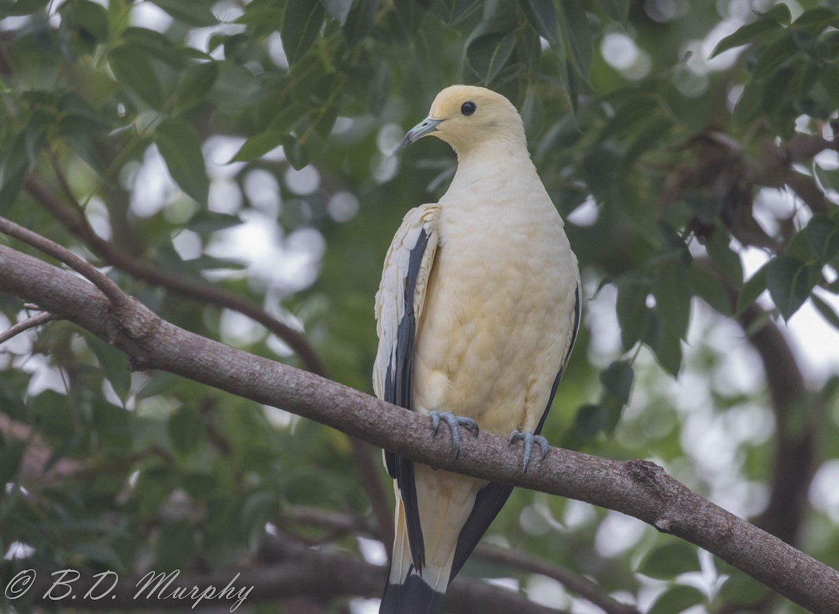 Pied Imperial-Pigeon - ML180419991