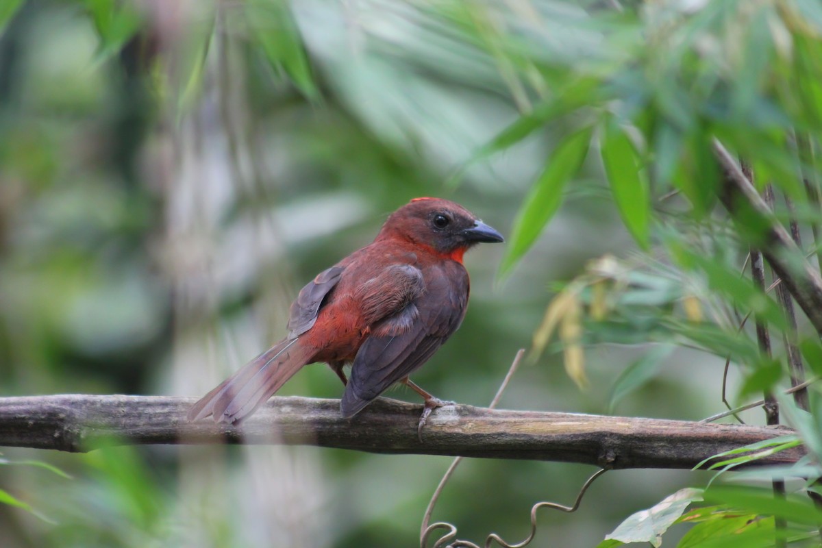 Red-throated Ant-Tanager - ML180420241