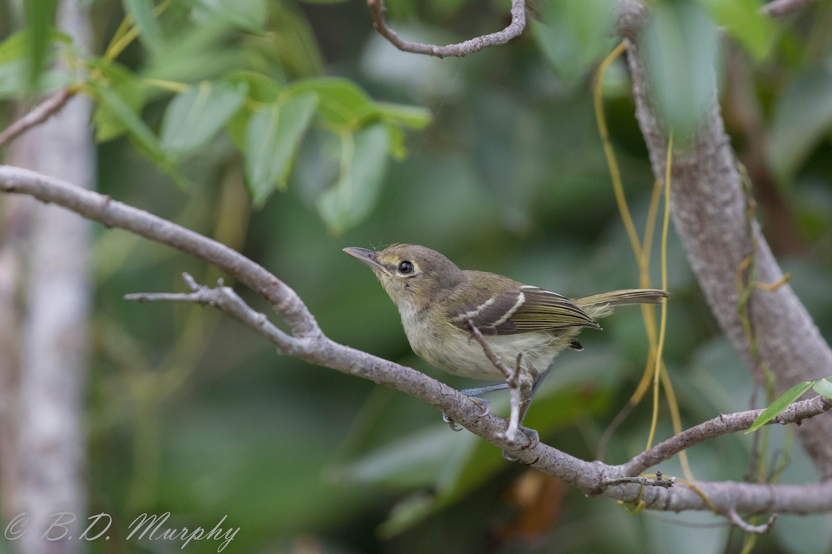 Thick-billed Vireo - ML180420291