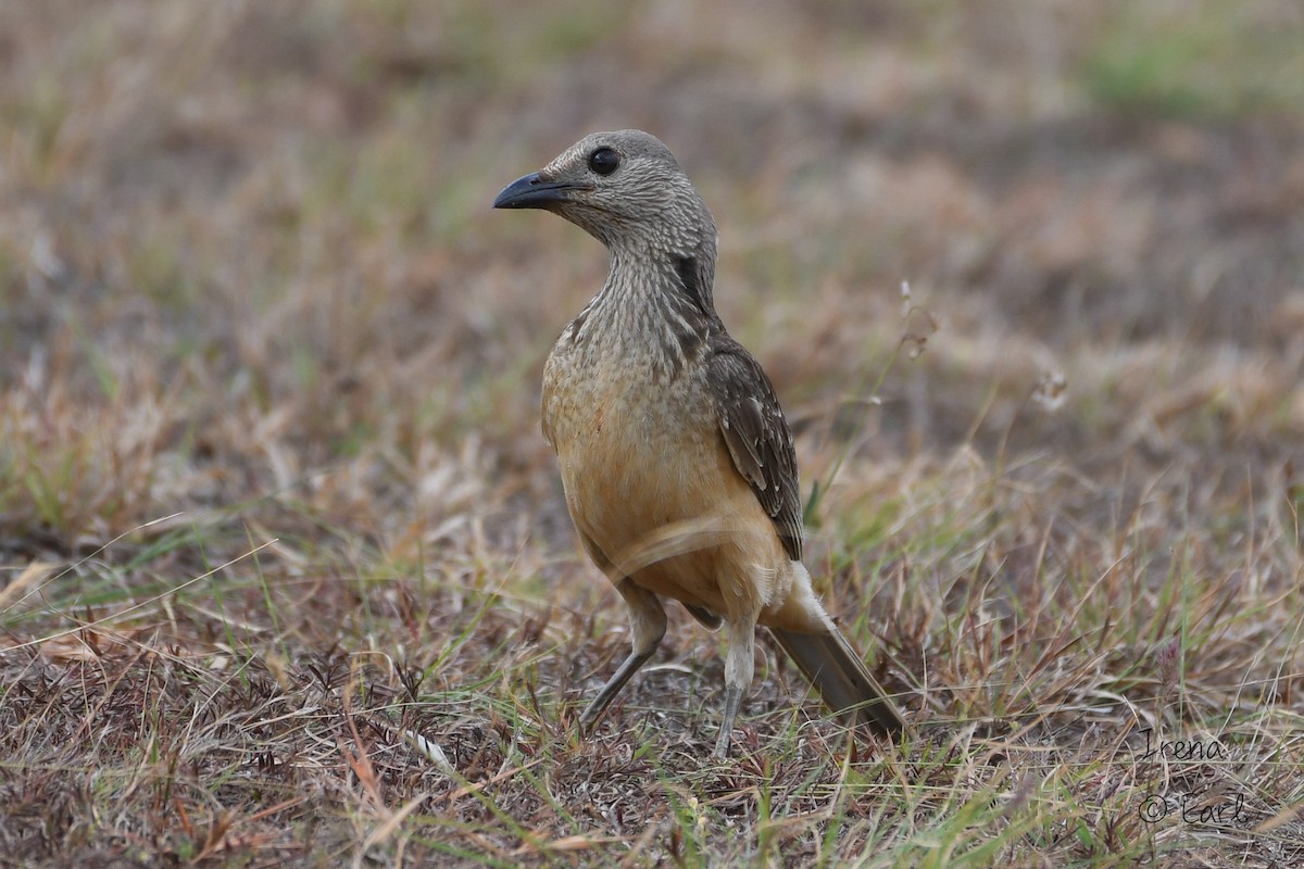 Fawn-breasted Bowerbird - ML180422831
