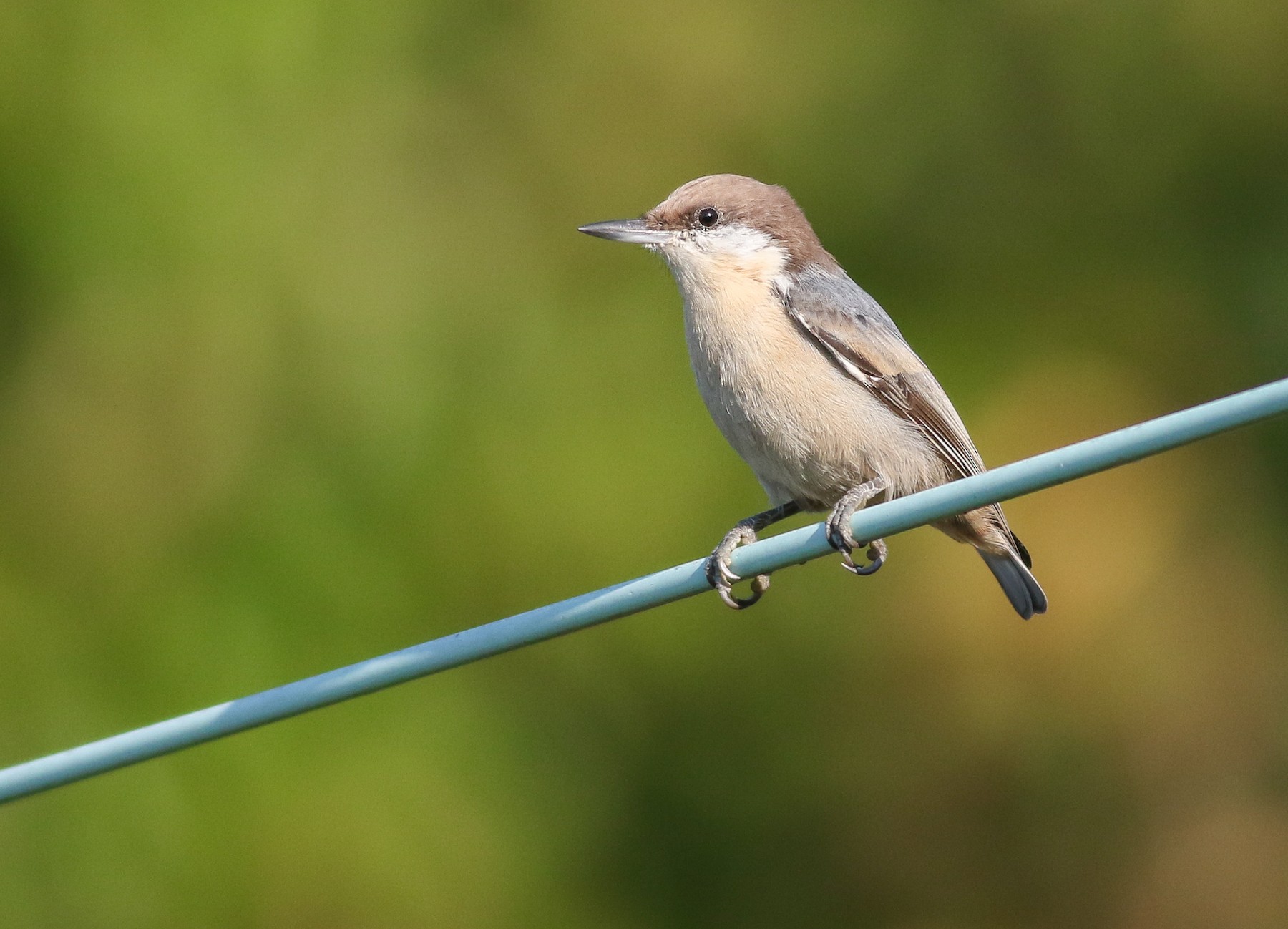 チャガシラヒメゴジュウカラ Pusilla Ebird