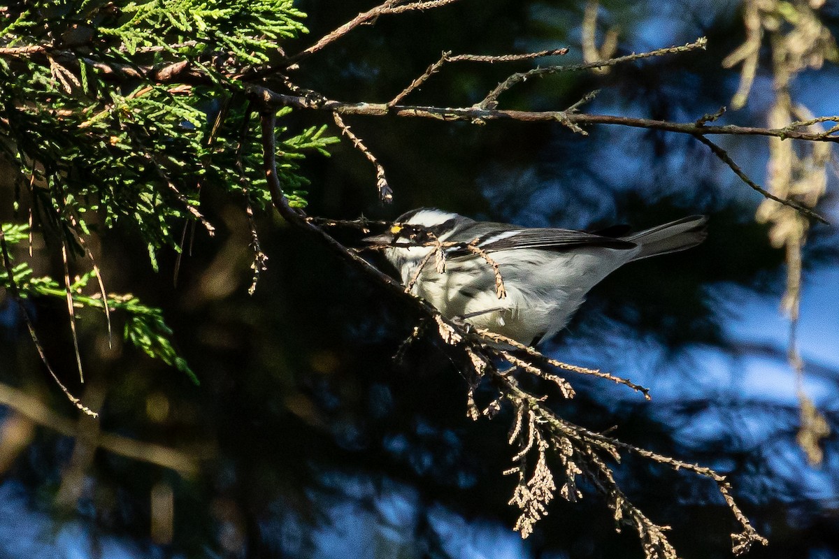 Black-throated Gray Warbler - ML180424661