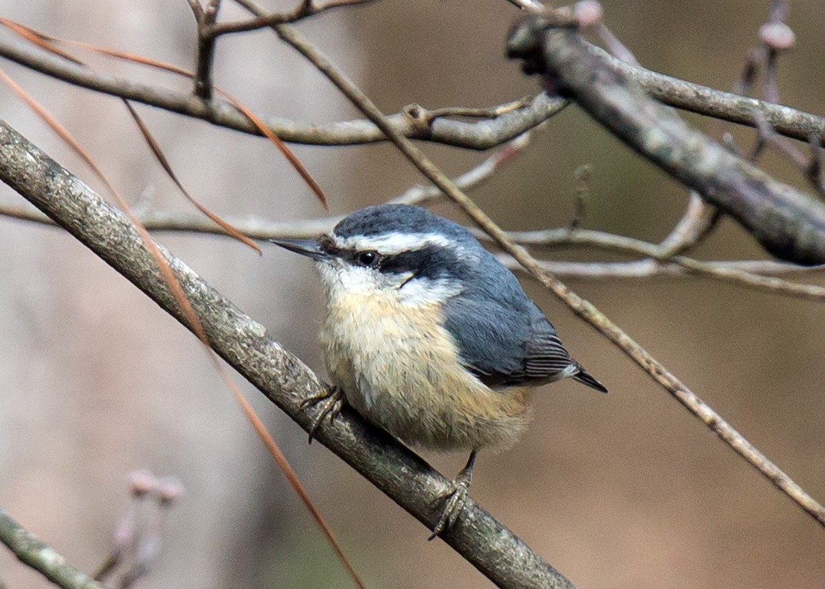 Red-breasted Nuthatch - Naseem Reza