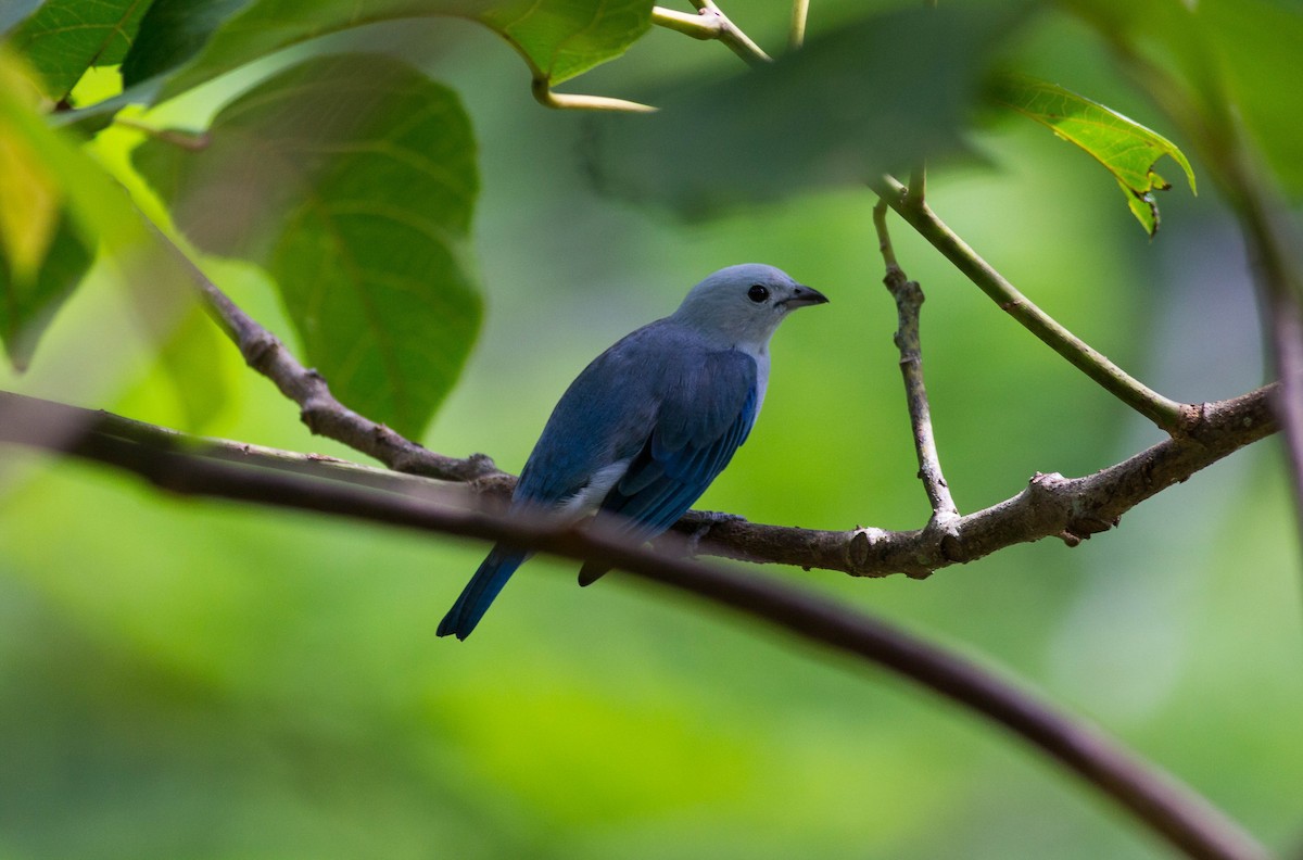 Blue-gray Tanager - ML180429331