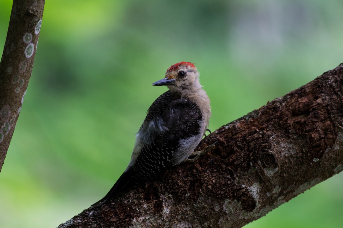 Golden-fronted Woodpecker - Zhawn Poot