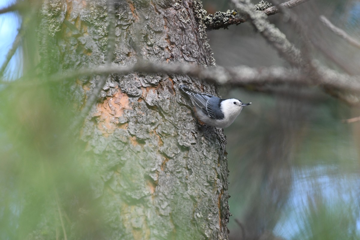 White-breasted Nuthatch - Jacob Elonen