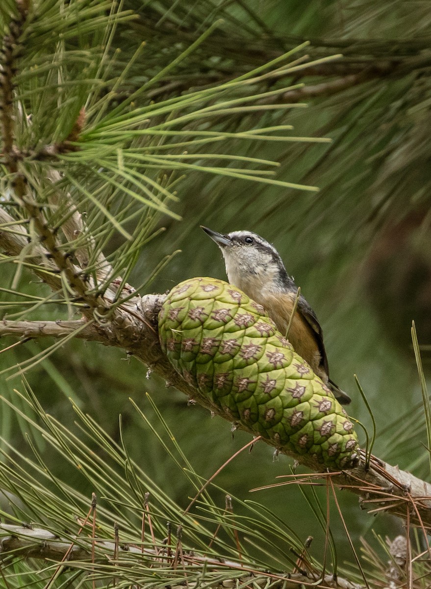 Red-breasted Nuthatch - ML180431571