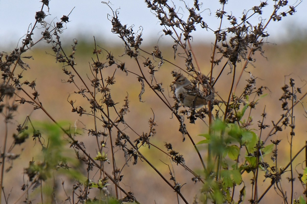White-crowned Sparrow - Linn H