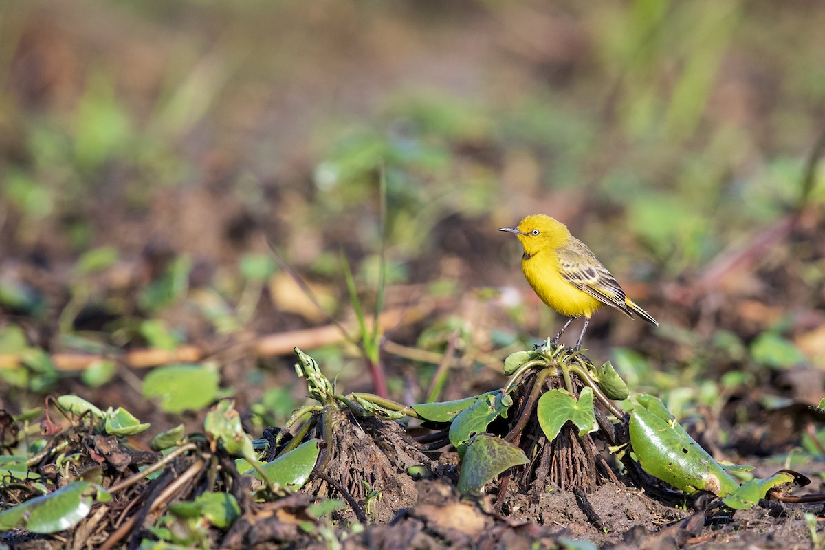 Yellow Chat - Laurie Ross | Tracks Birding & Photography Tours