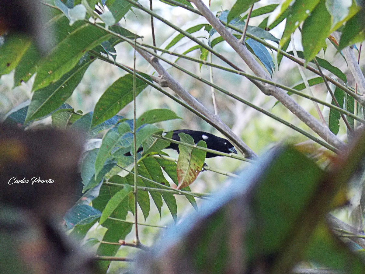 White-lined Tanager - ML180439011