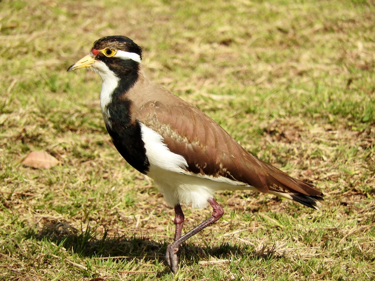 Banded Lapwing - Denis  Taylor