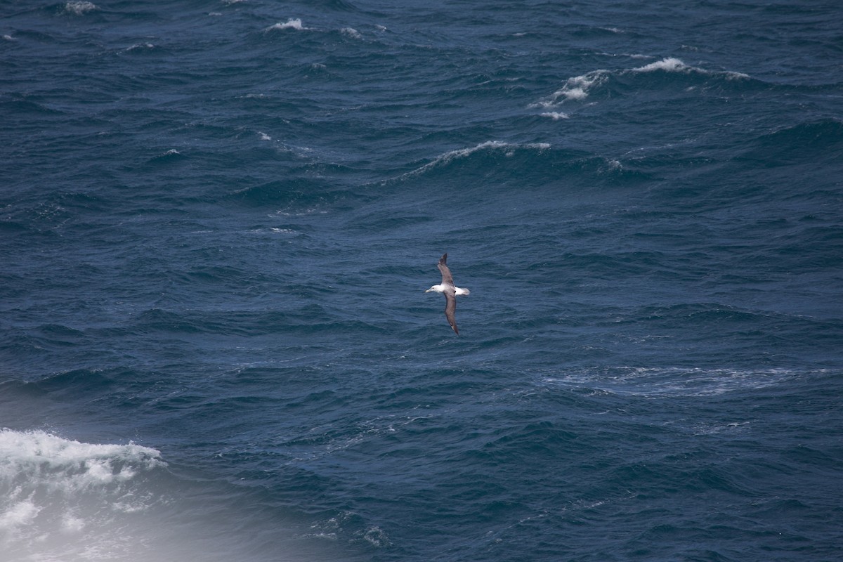 White-capped Albatross - ML180447081