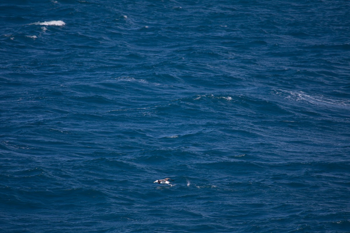White-capped Albatross - ML180447091