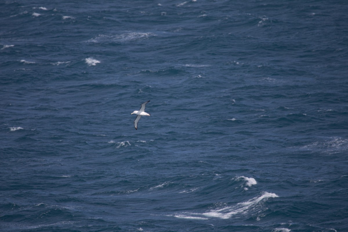 White-capped Albatross - ML180447101