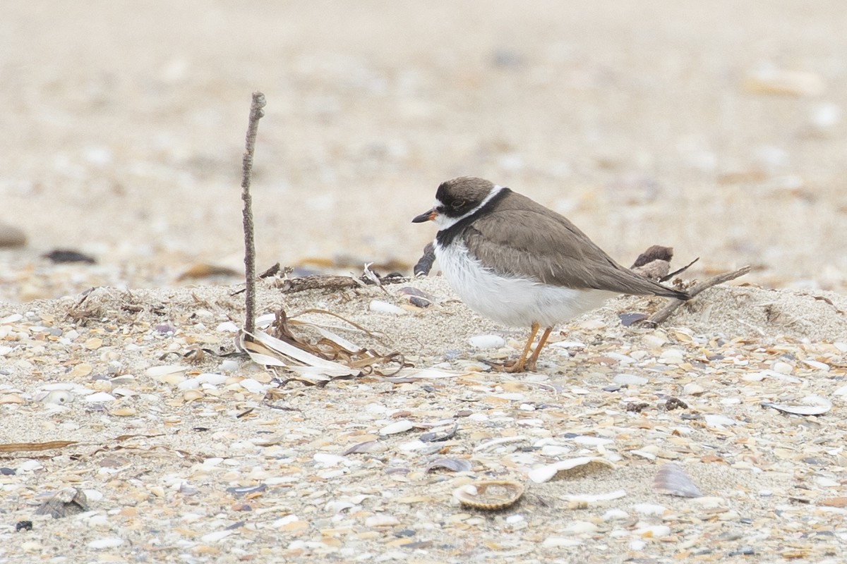 Semipalmated Plover - ML180447831