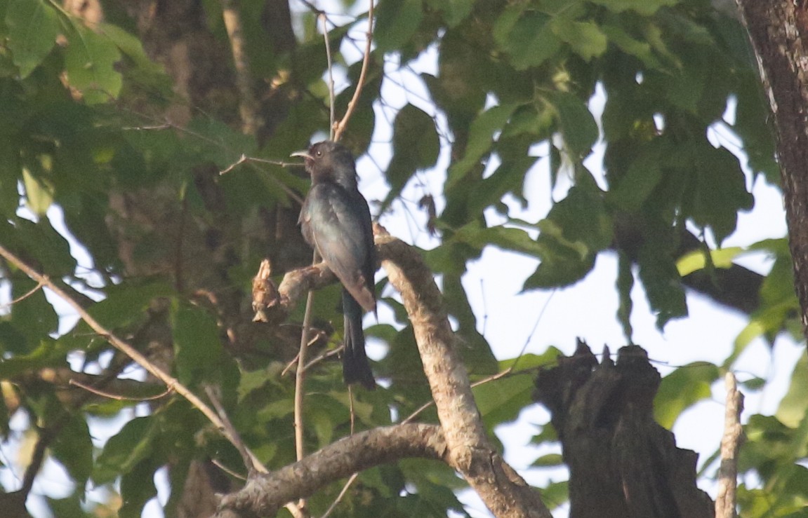Square-tailed Drongo-Cuckoo - Amrish  Bidaye