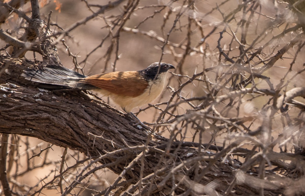 White-browed Coucal (Burchell's) - ML180452041