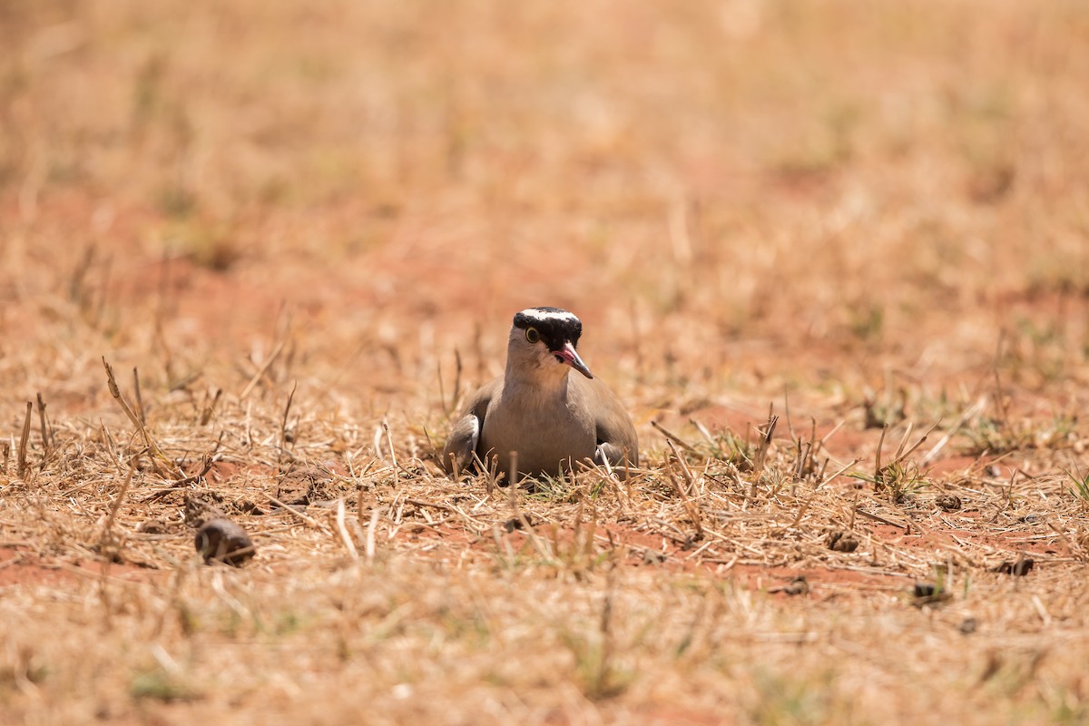 Crowned Lapwing - ML180452371
