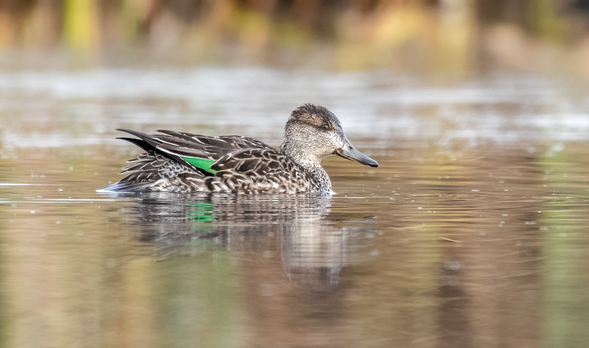Green-winged Teal - ML180454361