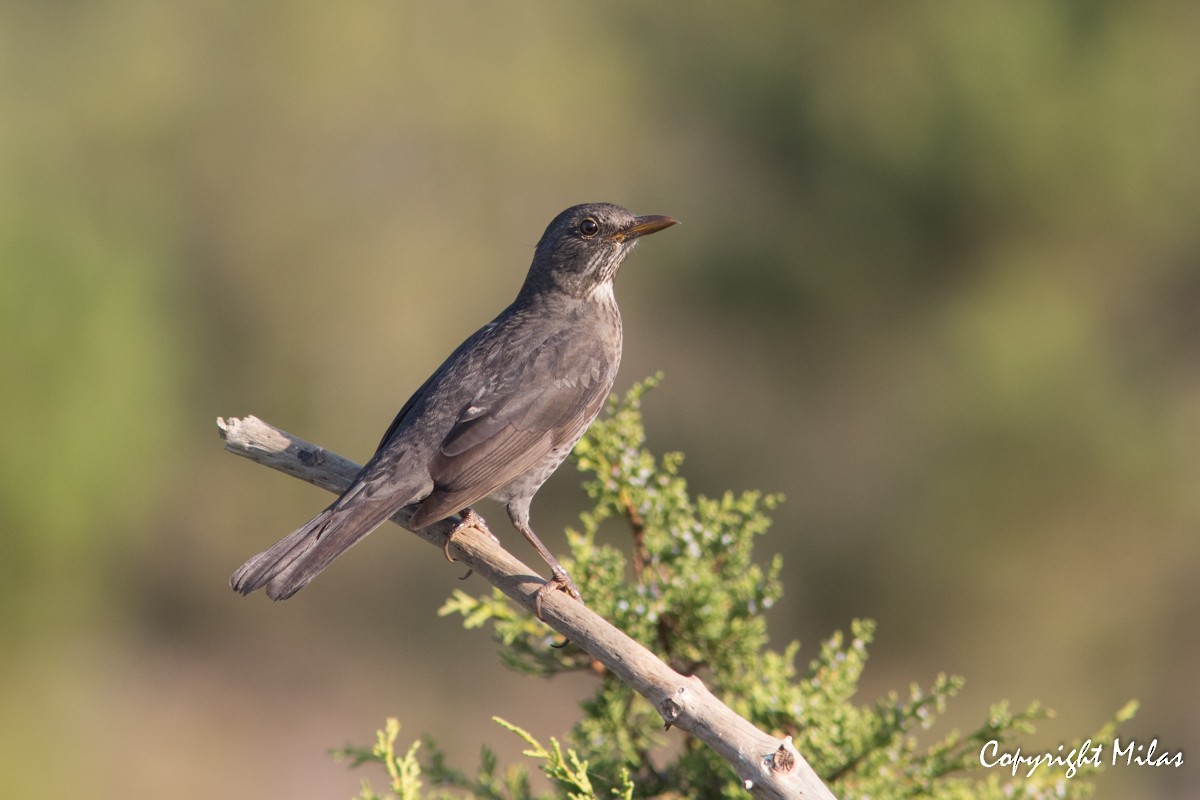 Eurasian Blackbird - ML180456821