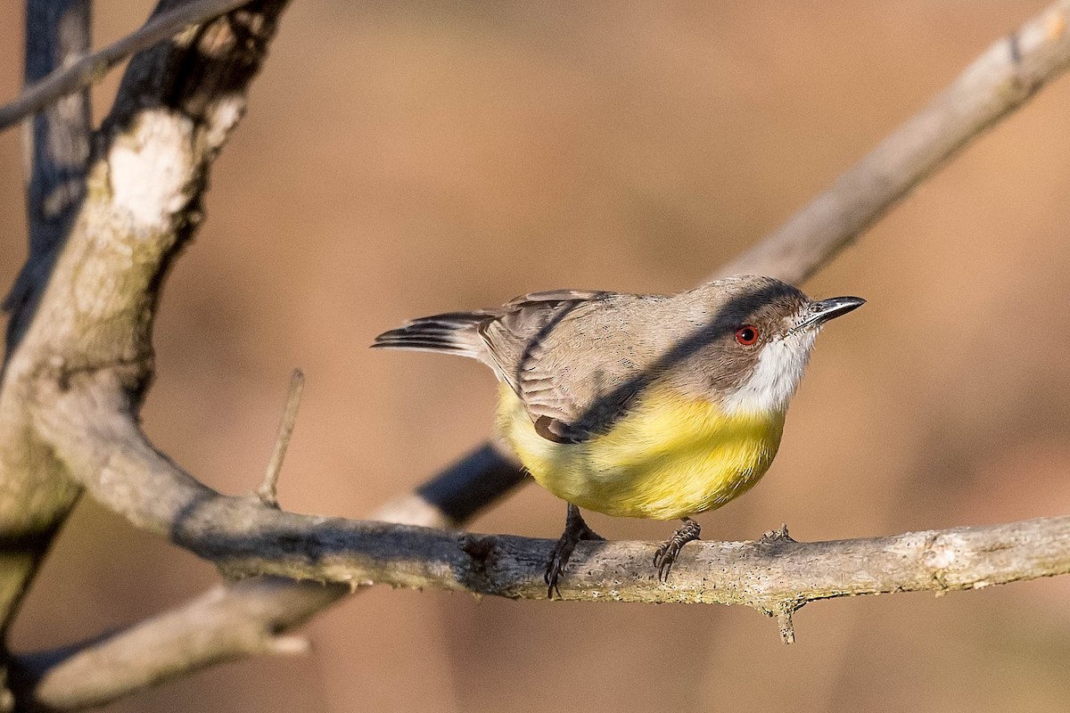 White-throated Gerygone - Terence Alexander