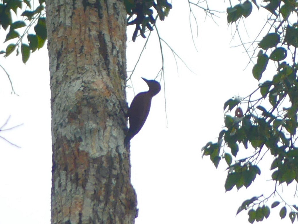 Rufous Woodpecker - ML180462531