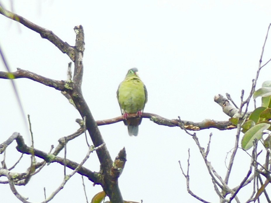 Thick-billed Green-Pigeon - Yeo Yee Ling