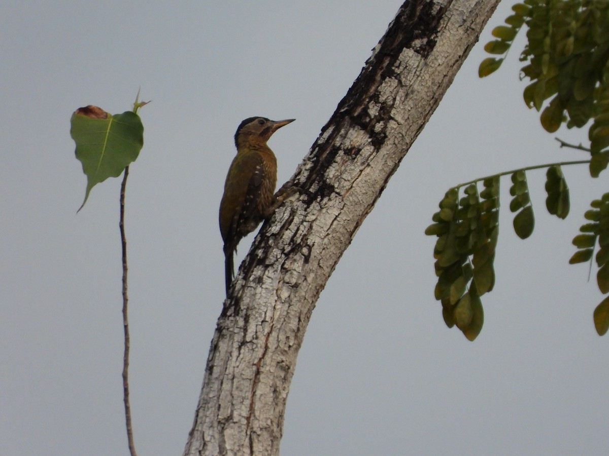 Laced Woodpecker - Raj Bhatt