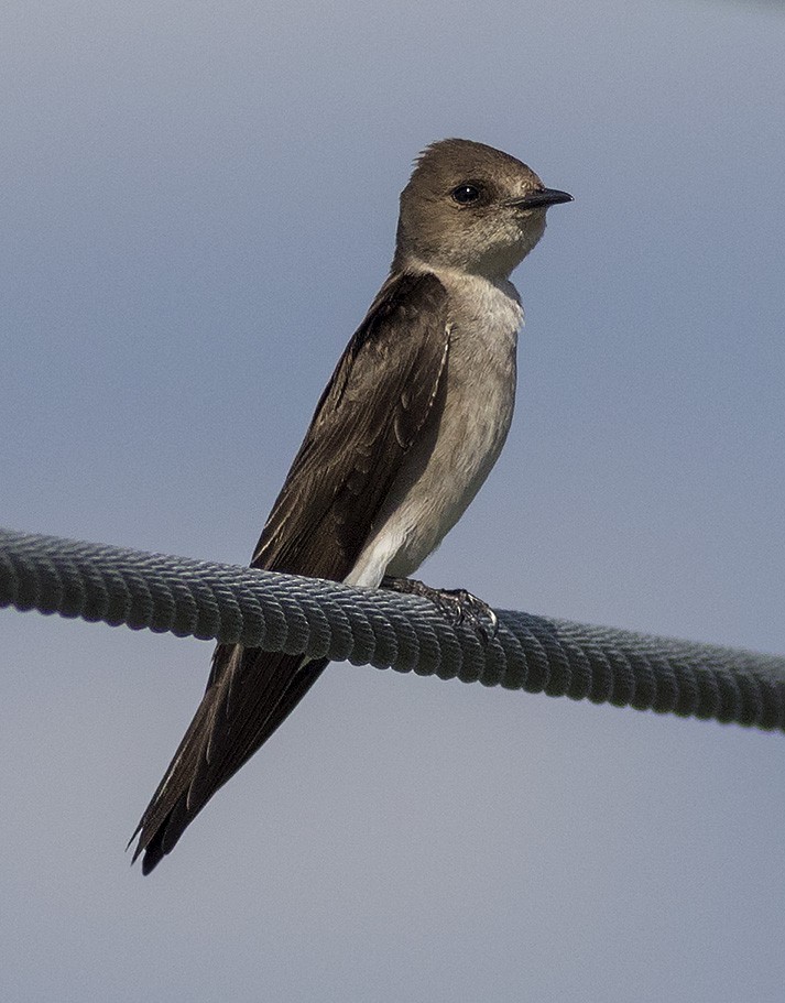 Northern Rough-winged Swallow (Ridgway's) - Brad Singer